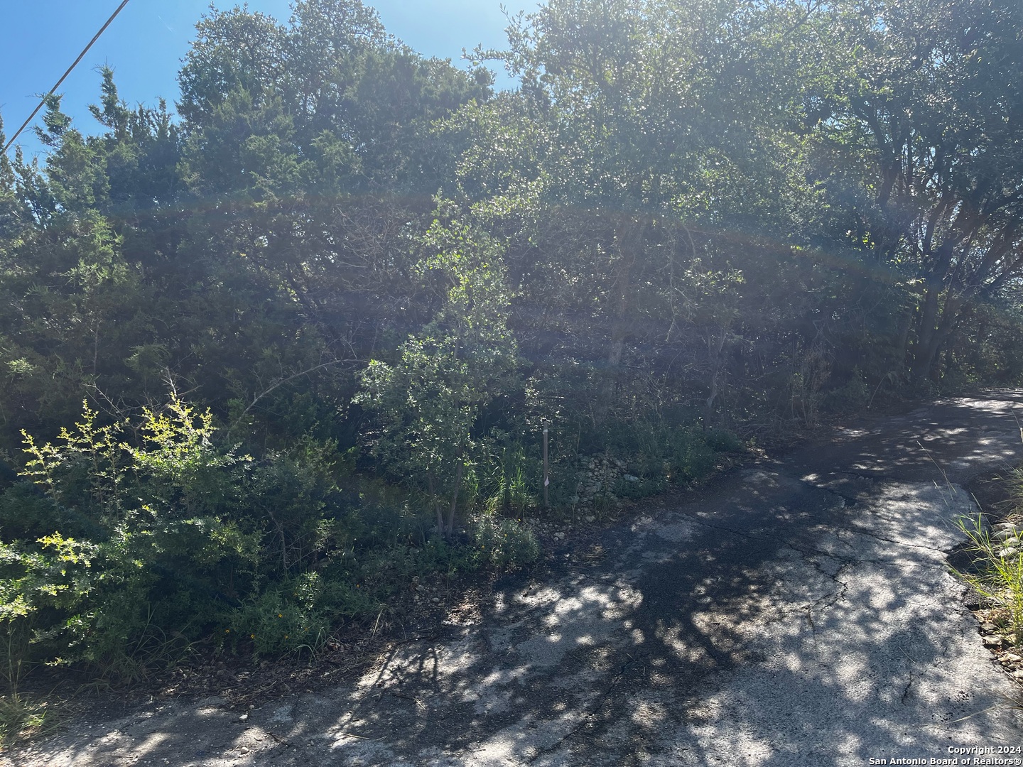 628 Hillside Drive Spring Branch, TX 78070 - Photo 4 of 7 a view of a forest with plants and trees
