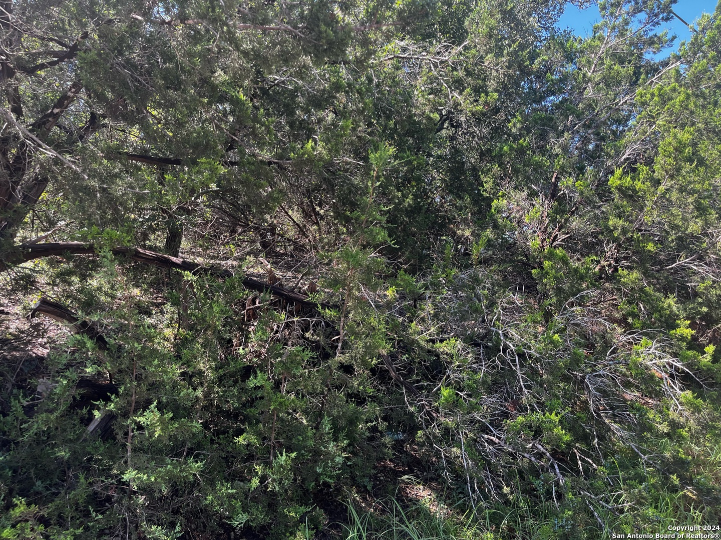 628 Hillside Drive Spring Branch, TX 78070 - Photo 6 of 7 a view of a tree