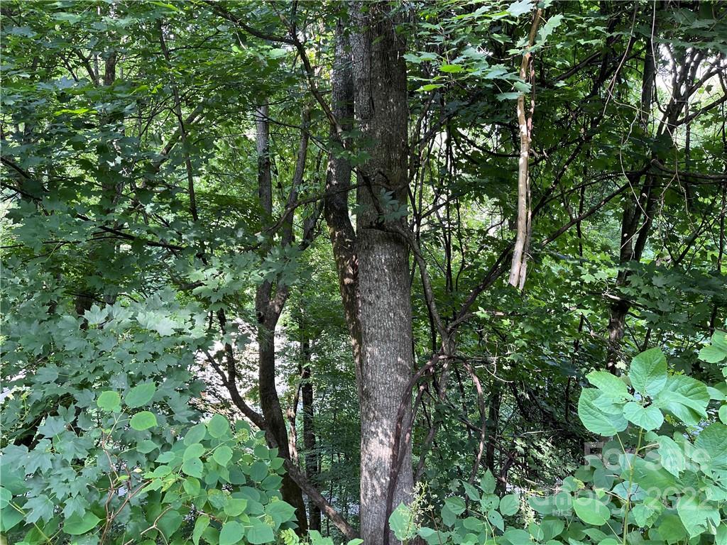 Lot 30 Kings Ridge Road, Unit LOT 30 Maggie Valley, NC 28751 - Photo 4 of 9 a plant view