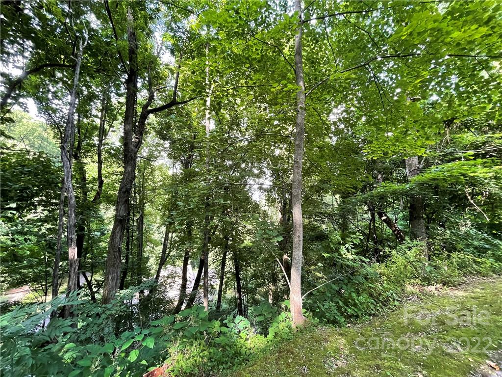 Lot 30 Kings Ridge Road, Unit LOT 30 Maggie Valley, NC 28751 - Photo 6 of 9 a view of a lush green forest