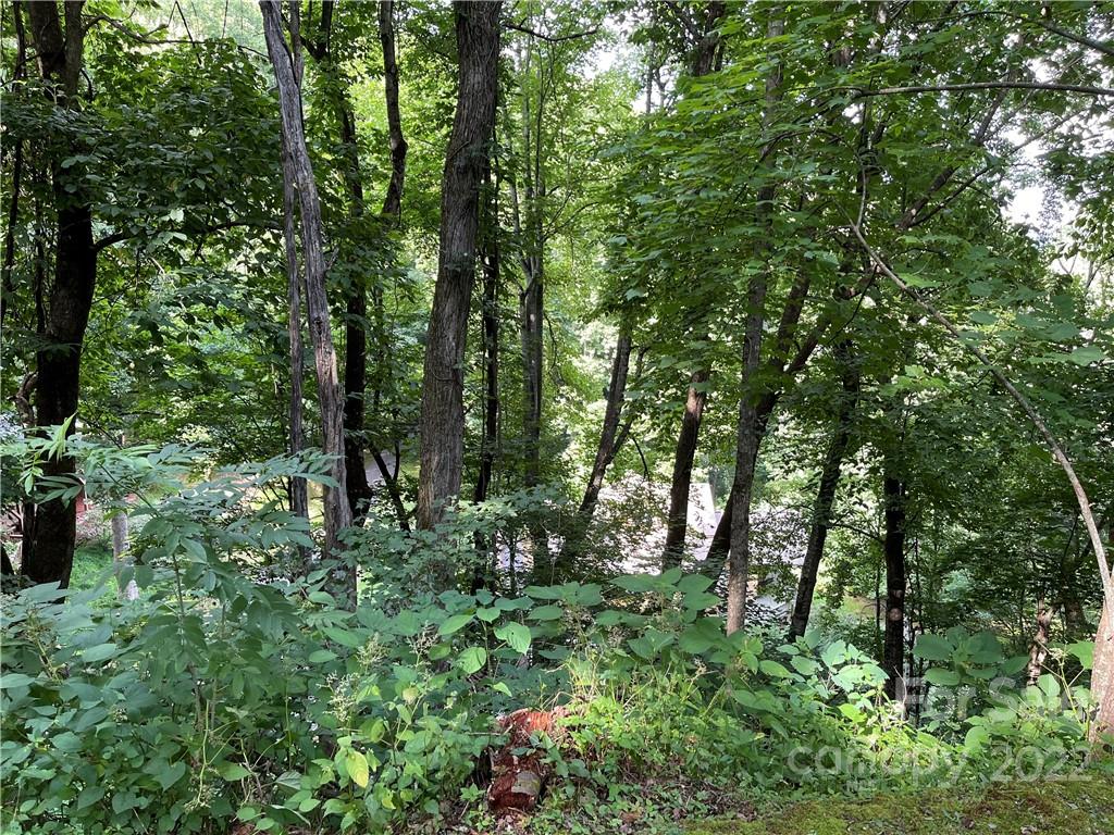 Lot 30 Kings Ridge Road, Unit LOT 30 Maggie Valley, NC 28751 - Photo 7 of 9 a view of forest