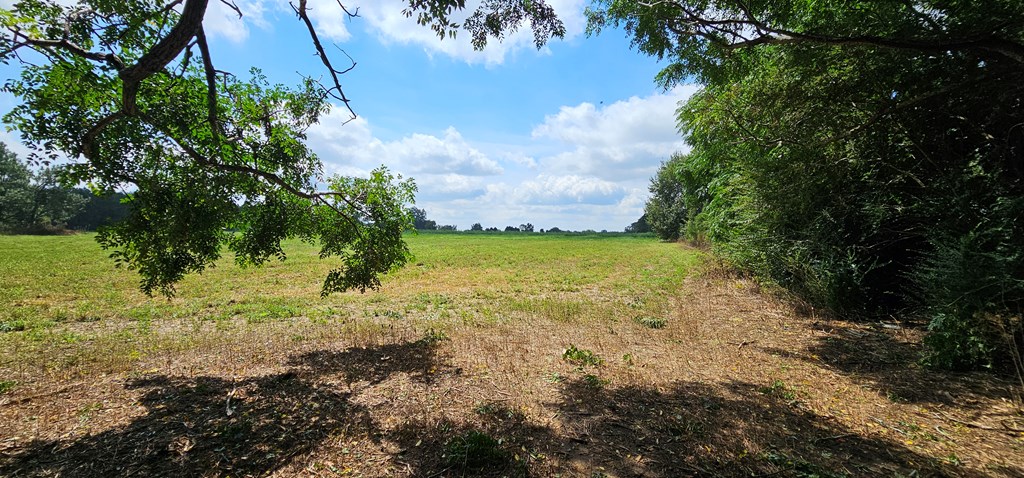 10.69-acres Summer Road Slocomb, AL 36375 - Photo 10 of 51