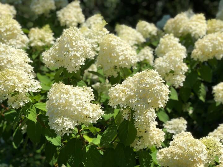230 Old Wharf Road, Unit 272 Dennis Port, MA 02639 - Photo 17 of 17 a bunch of flowers and trees