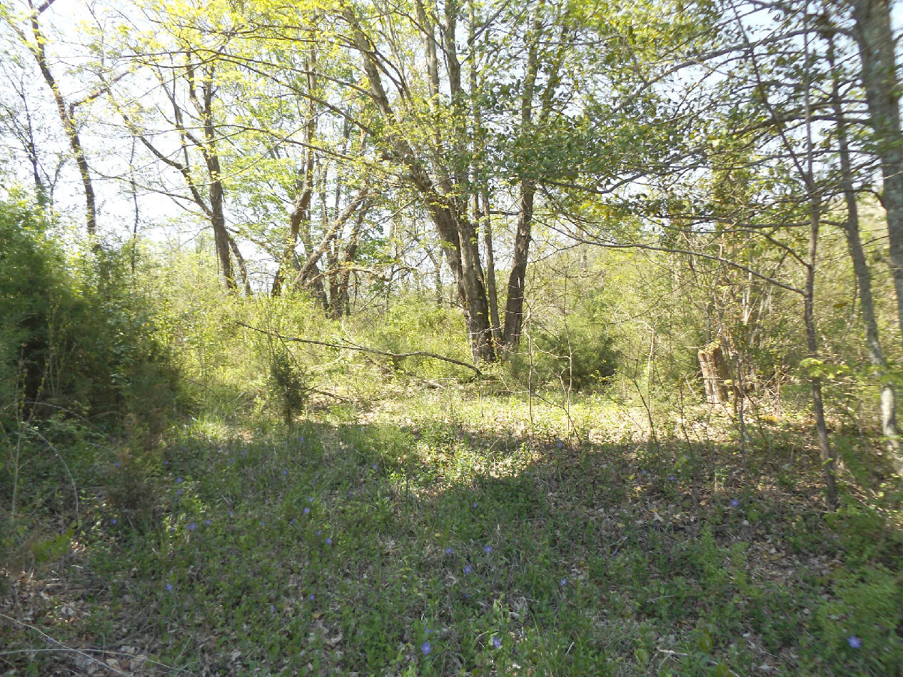 244 Shipley Road Johnson City, TN 37615 - Photo 2 of 6 DSCF7431444