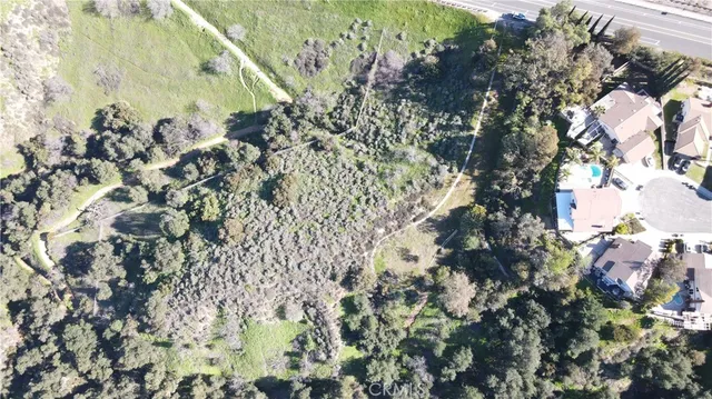 a view of a forest with a tree