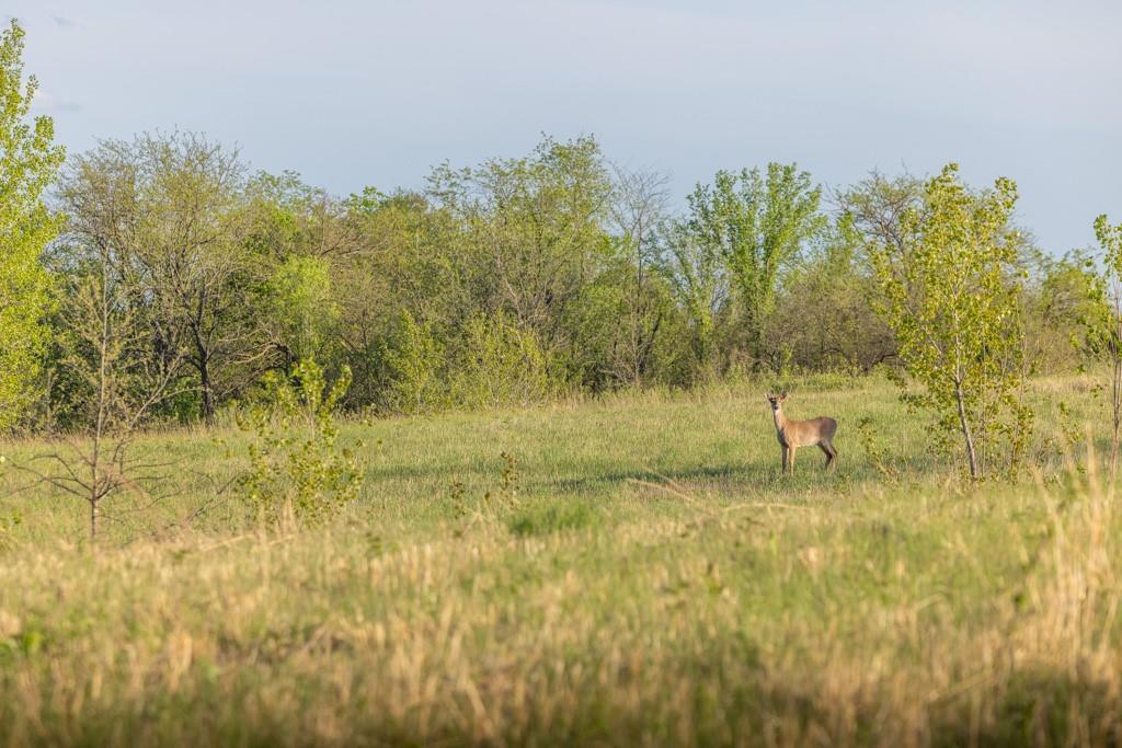 Bunker Hill Road King City, MO 64463 - Photo 28 of 37