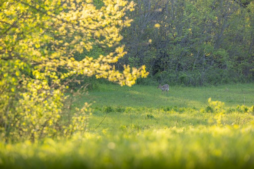 Bunker Hill Road King City, MO 64463 - Photo 32 of 37