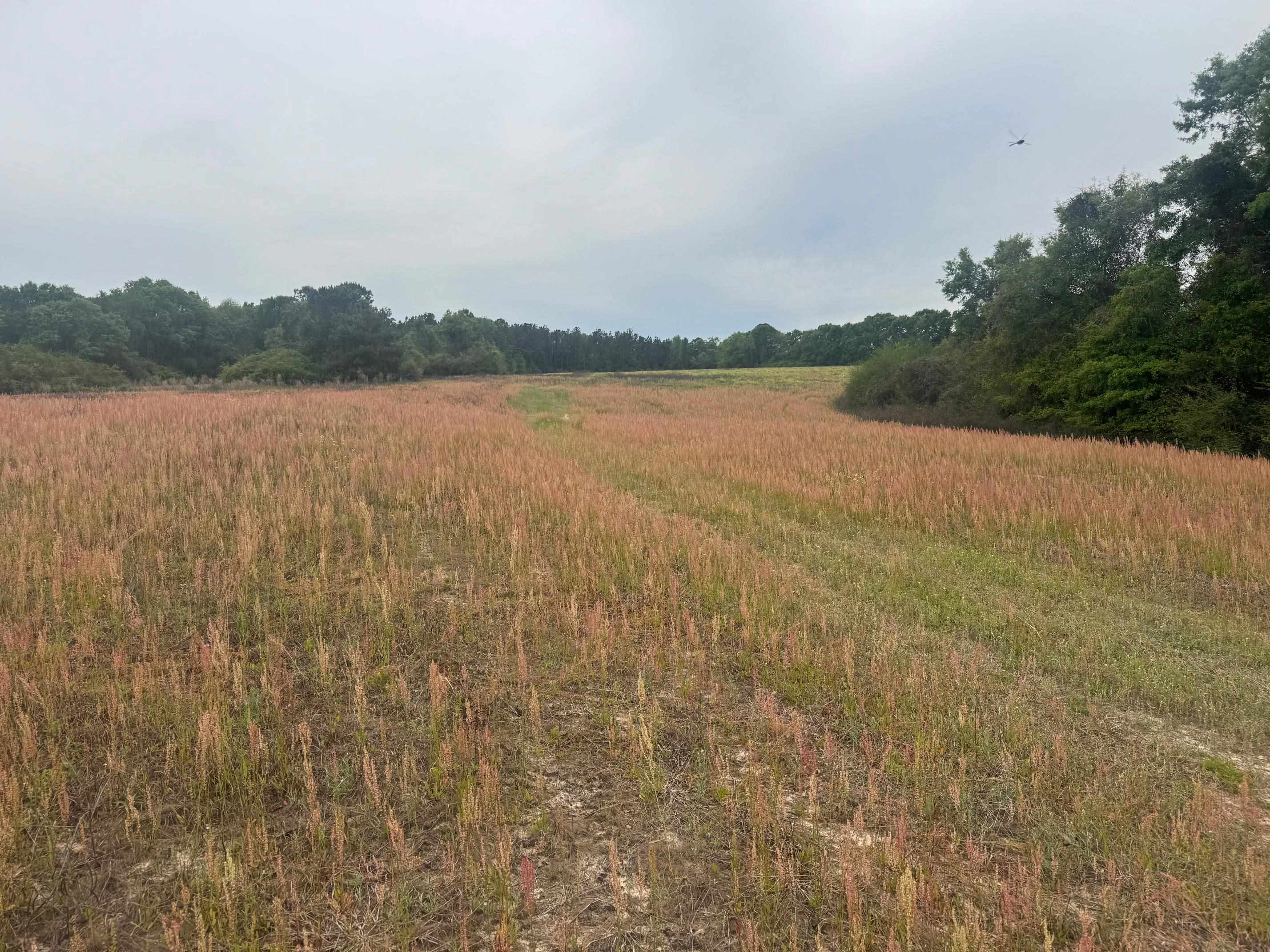 0 Co Road Andalusia, AL 36420 - Photo 16 of 34 Gallery Image 16