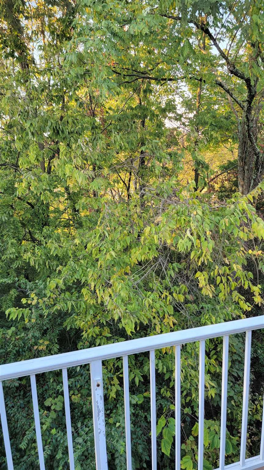 618 Lake Watch Court Cold Spring, KY 41076 - Photo 4 of 37 Gallery Image 4