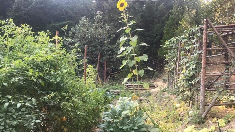 3142 Anderson Creek Road Talent, OR 97540 - Photo 41 of 46 Garden in summertime