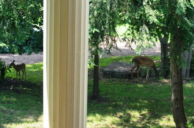 3575 Earhart Road Mount Juliet, TN 37122 - Photo 17 of 20 Take up deer watching - from your very own front porch!