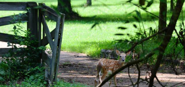 3575 Earhart Road Mount Juliet, TN 37122 - Photo 18 of 20 A super-cute fawn!!