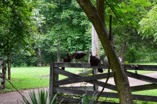3575 Earhart Road Mount Juliet, TN 37122 - Photo 19 of 20 The wild turkeys love this land!