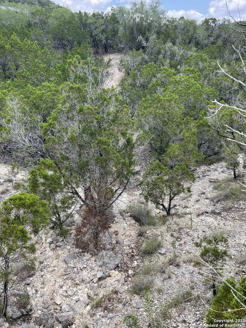218 PR 1748 Mico, TX 78056 - Photo 12 of 16 a view of a forest with a tree