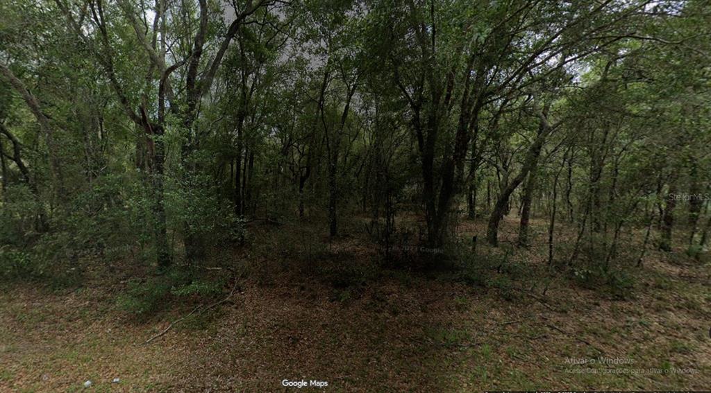 a view of a forest with trees in the background