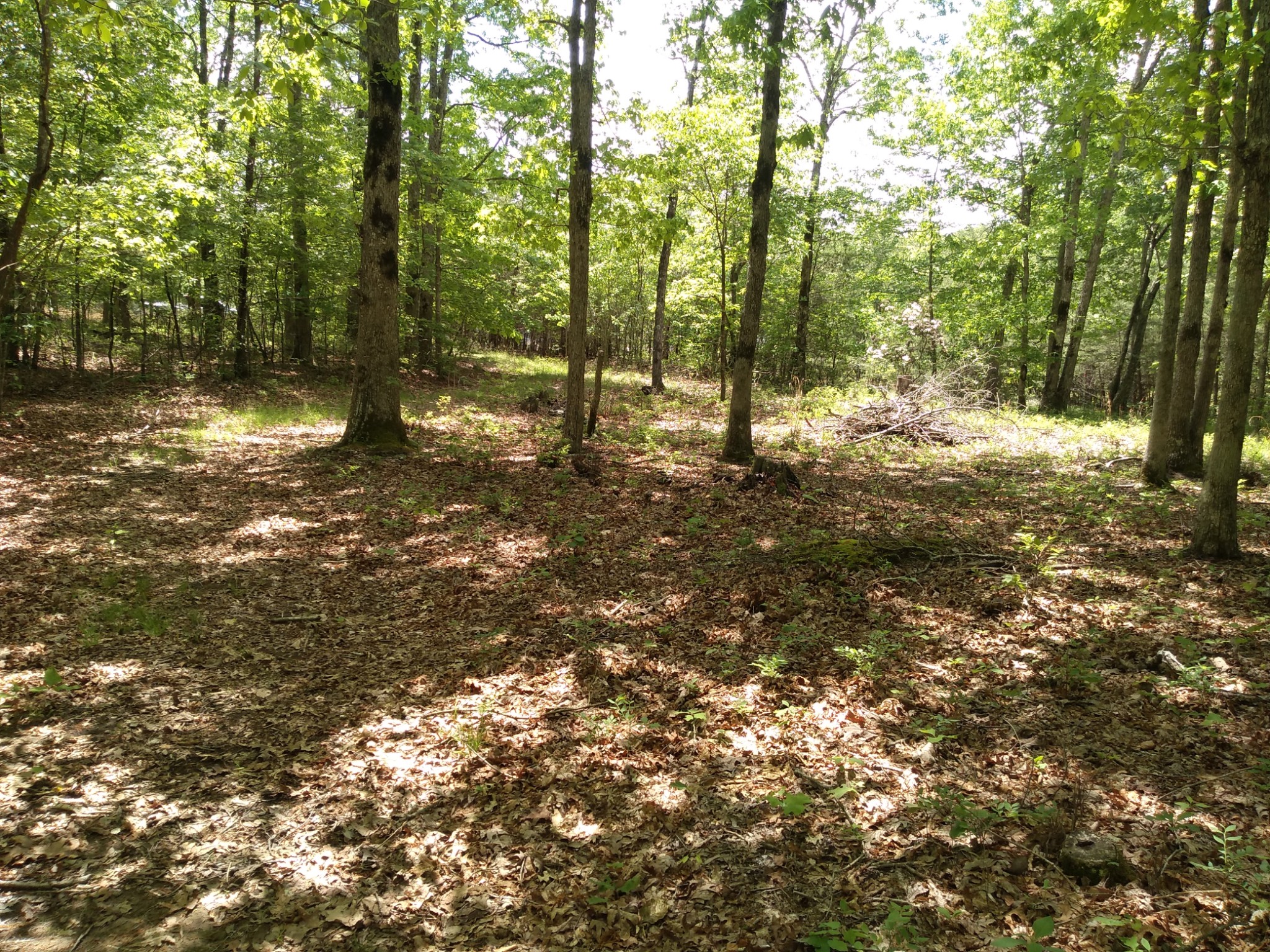 10 Cooley's Rift Boulevard Monteagle, TN 37356 - Photo 3 of 22 a view of outdoor space and trees
