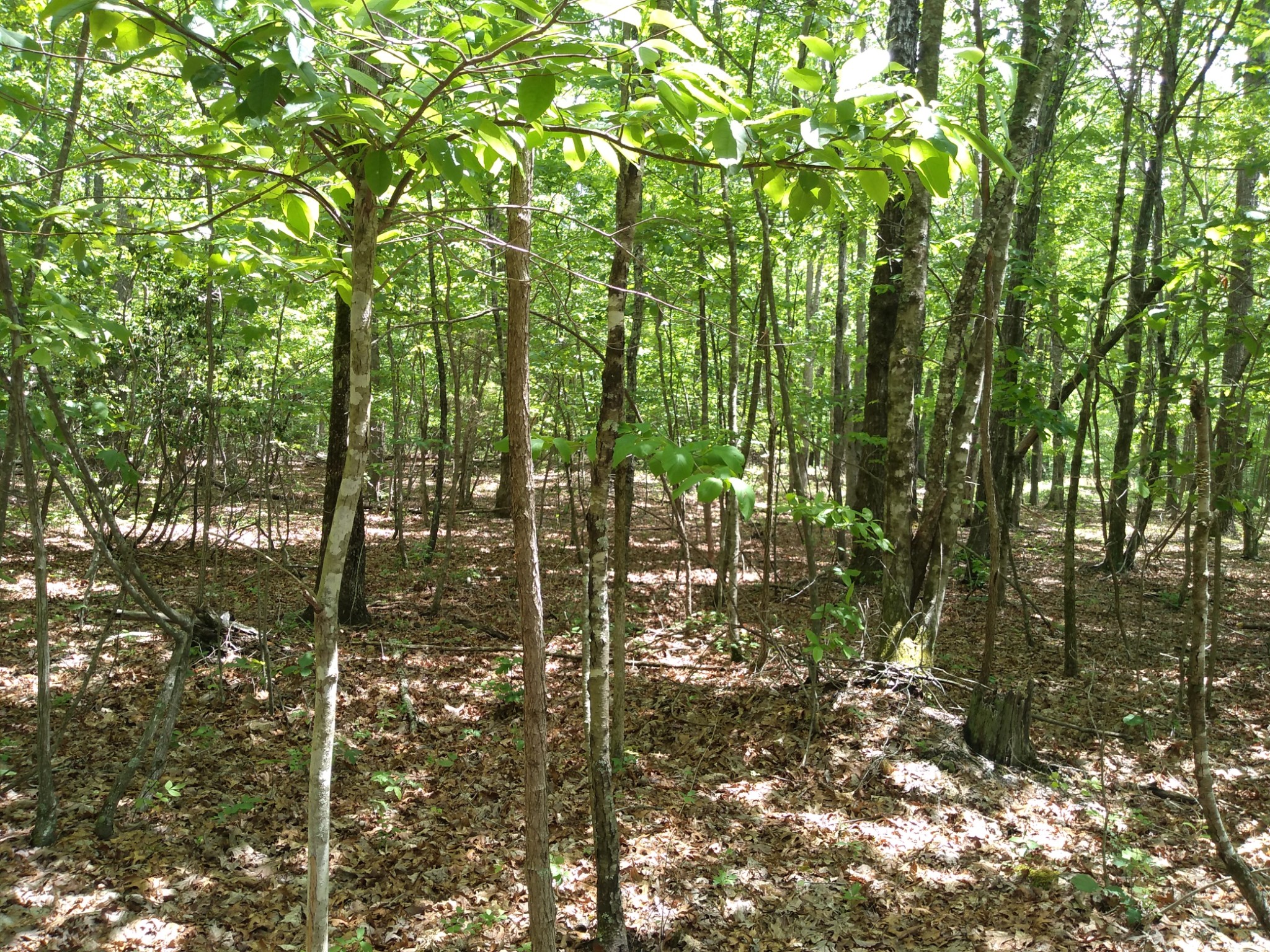 10 Cooley's Rift Boulevard Monteagle, TN 37356 - Photo 6 of 22 a view of outdoor space