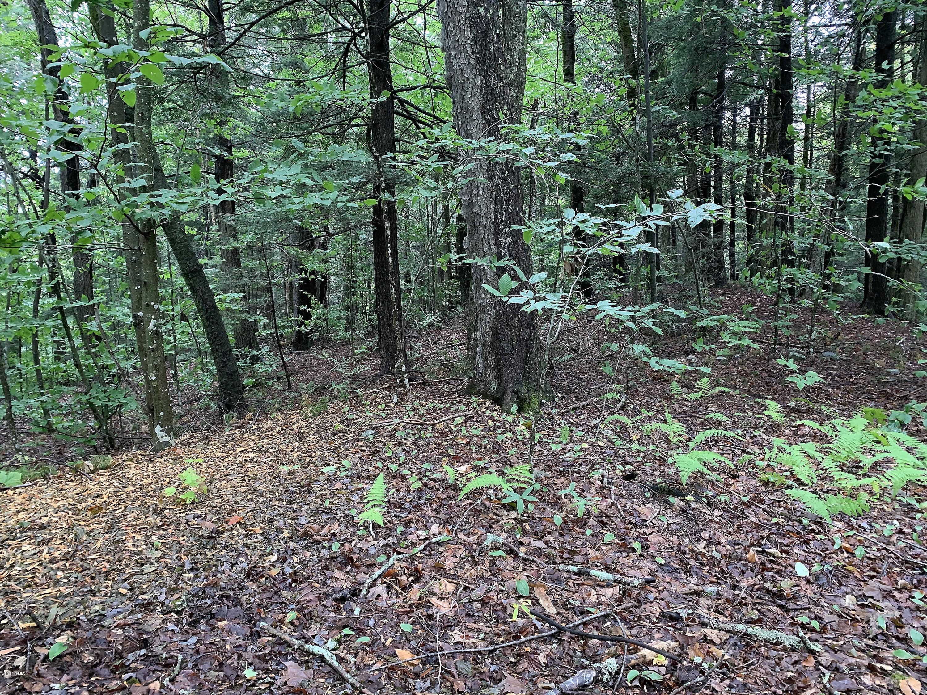 0 Valley View Road Becket, MA 01223 - Photo 5 of 10 a view of a forest with trees