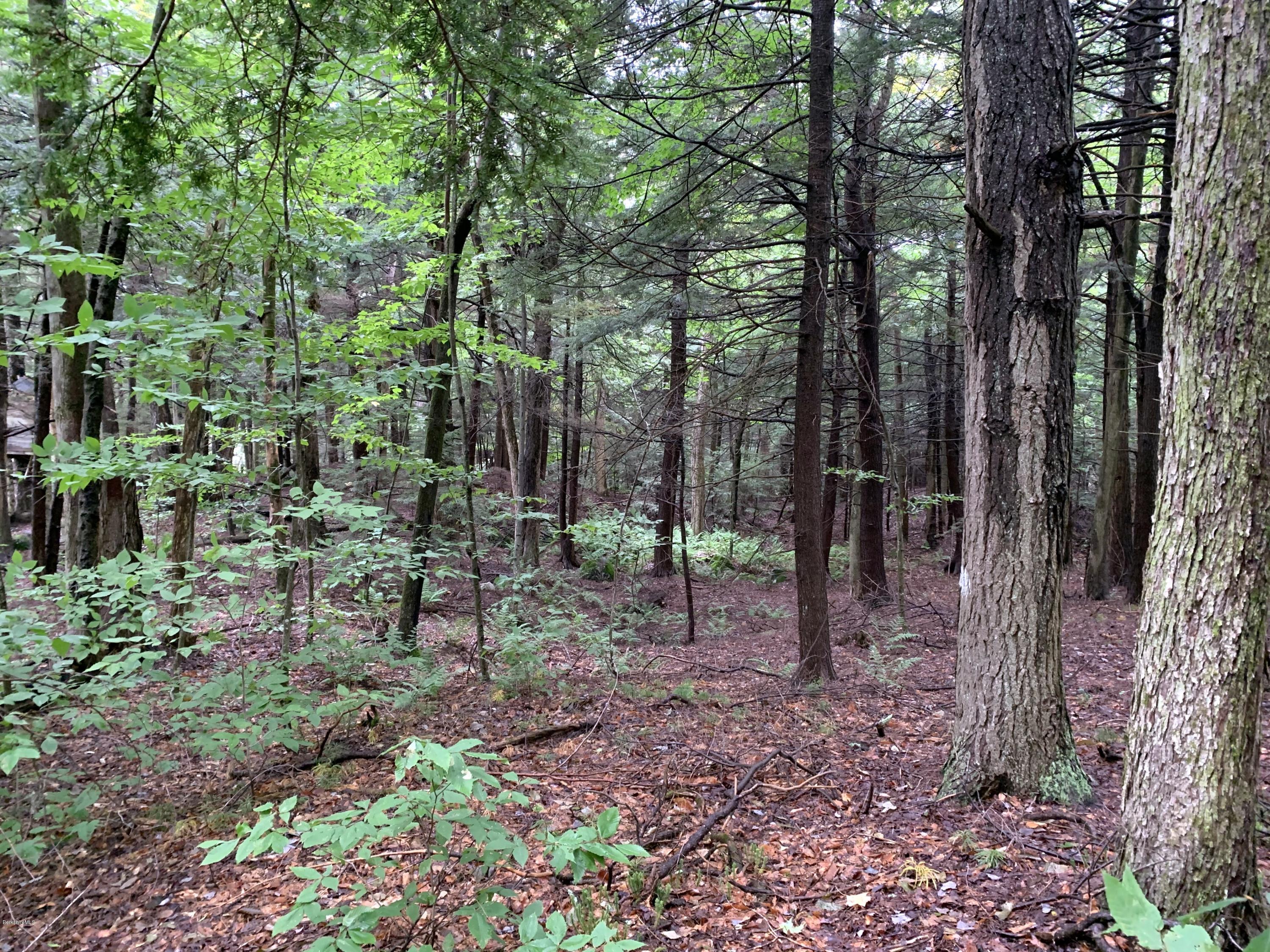 0 Valley View Road Becket, MA 01223 - Photo 9 of 10 a view of a forest filled with trees
