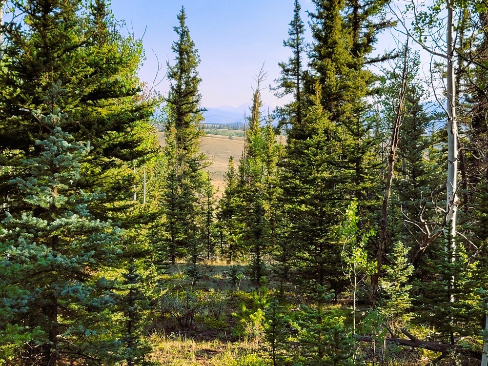 1148 Haida Road Como, CO 80456 - Photo 1 of 2 a view of a tree in a garden