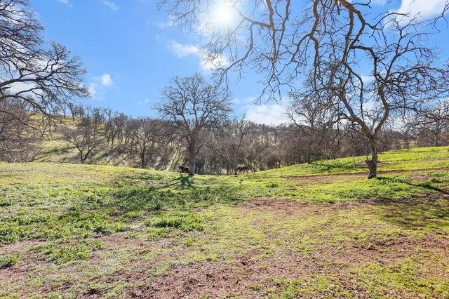 a view of park with large trees
