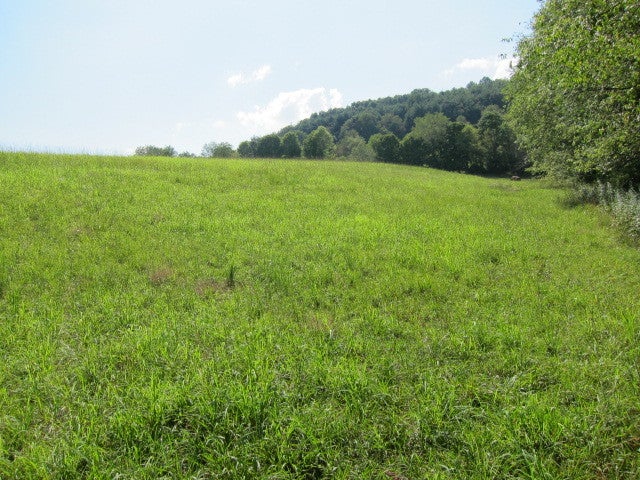 2025 Pete Lynch Road Secondcreek, WV 24974 - Photo 74 of 94 Back field near property boundary.