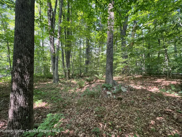 a view of a forest with trees in the background