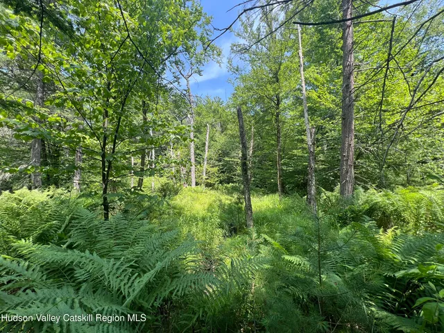 a view of a lush green forest