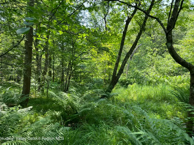 a view of a lush green forest