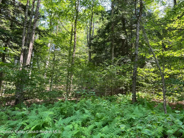 a view of a lush green forest