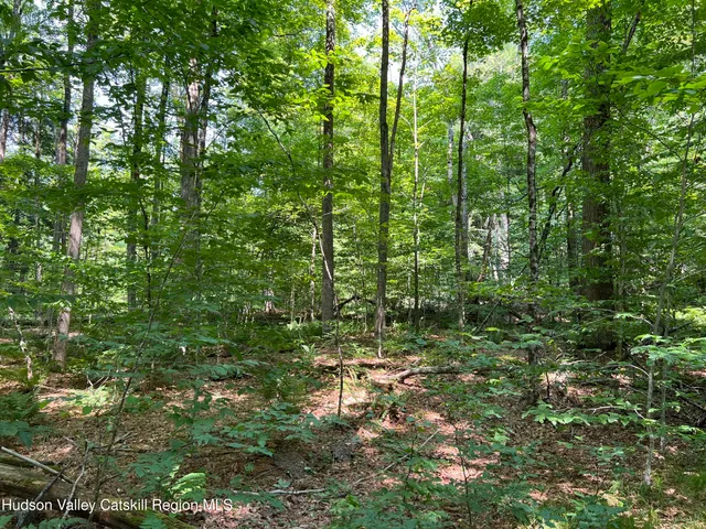 a view of a lush green forest