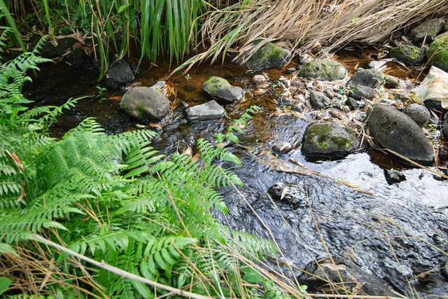 a backyard of a house with lots of green space