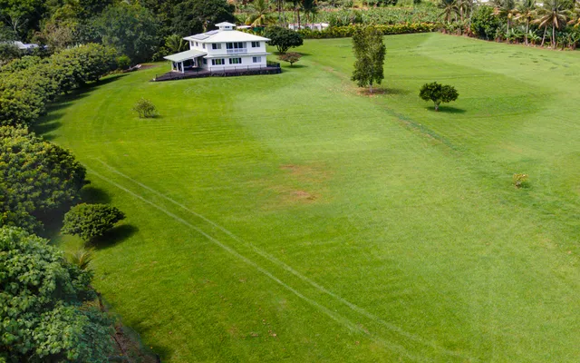 a view of a large trees with a swimming pool