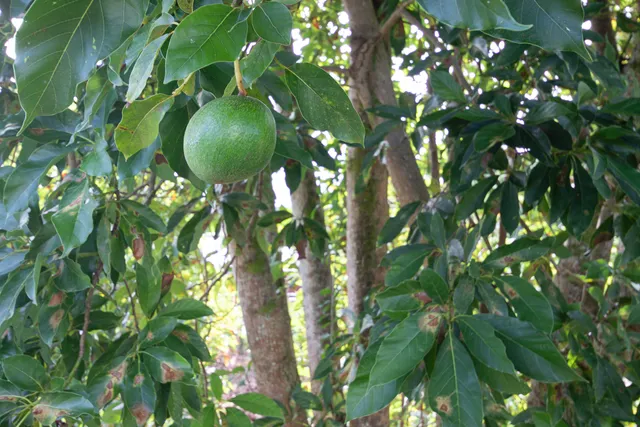 a view of a park with large trees and a wooden fence