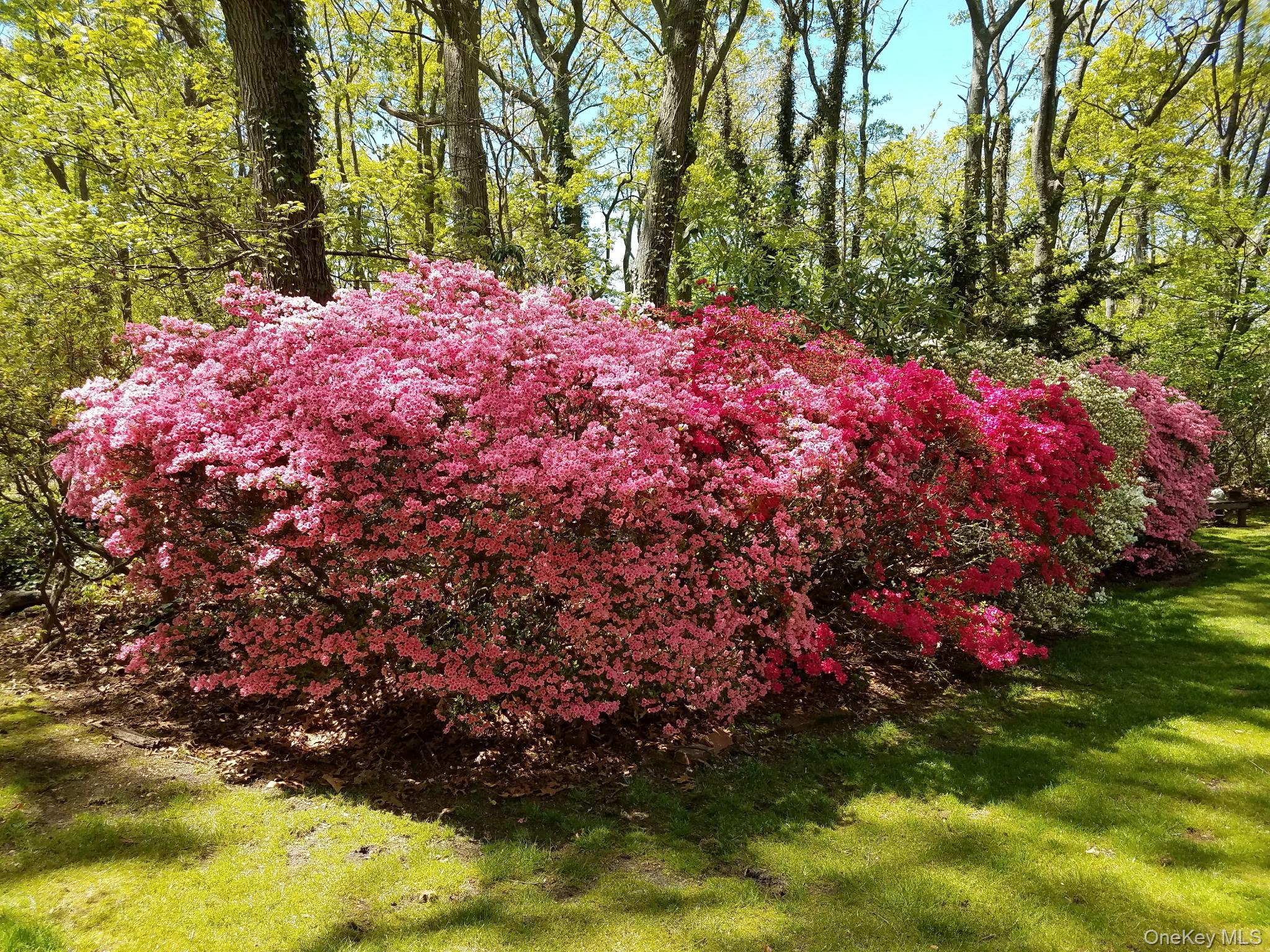 8 Old Wood Road Stony Brook, NY 11790 - Photo 47 of 50 View of undeveloped land