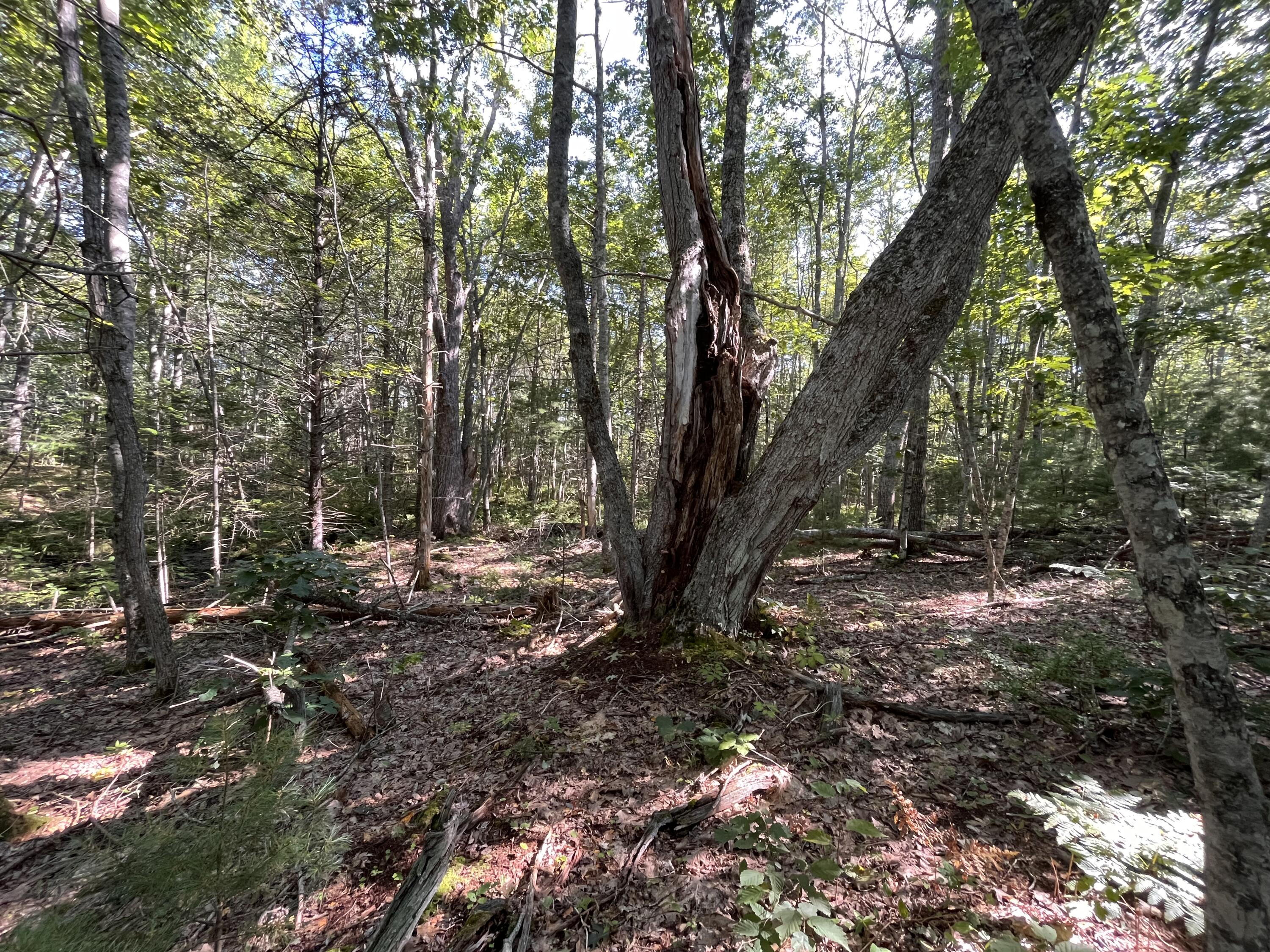 38 East State Route 32 Round Pond, ME 04564 - Photo 3 of 16 IMG_3833