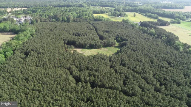 a view of a forest with a lake
