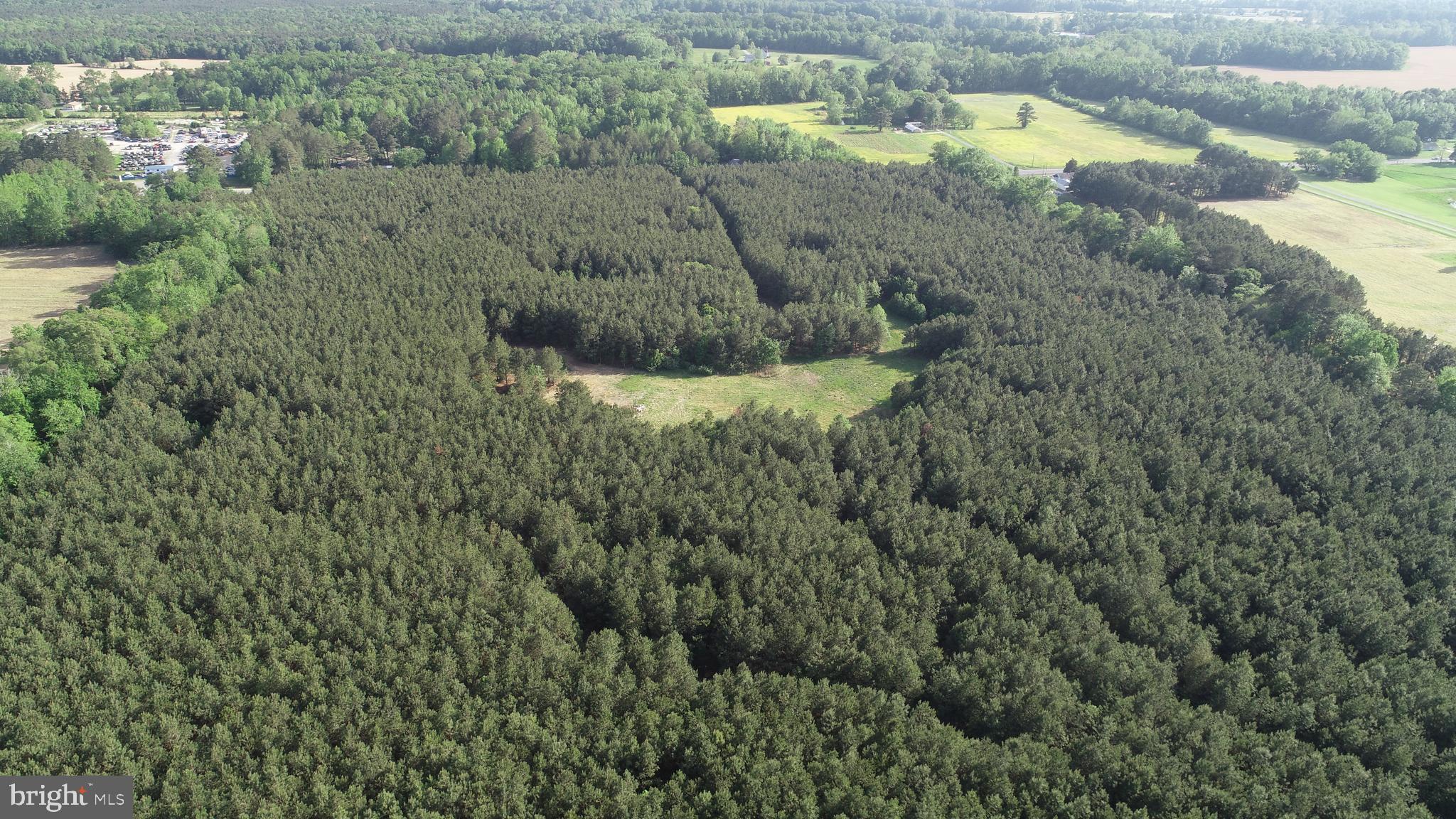 a view of a forest with a lake