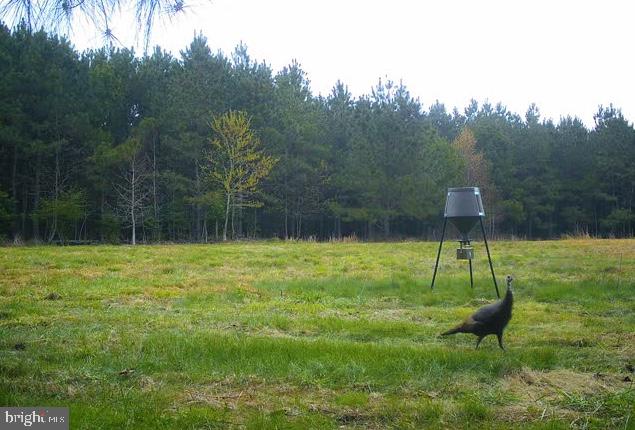 Dover Bridge Road Preston, MD 21655 - Photo 13 of 22 a backyard of a house with lots of green space