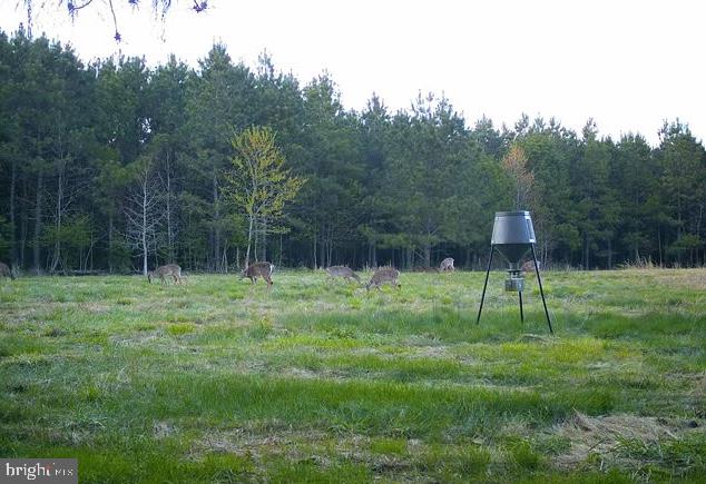 Dover Bridge Road Preston, MD 21655 - Photo 14 of 22 a garden view