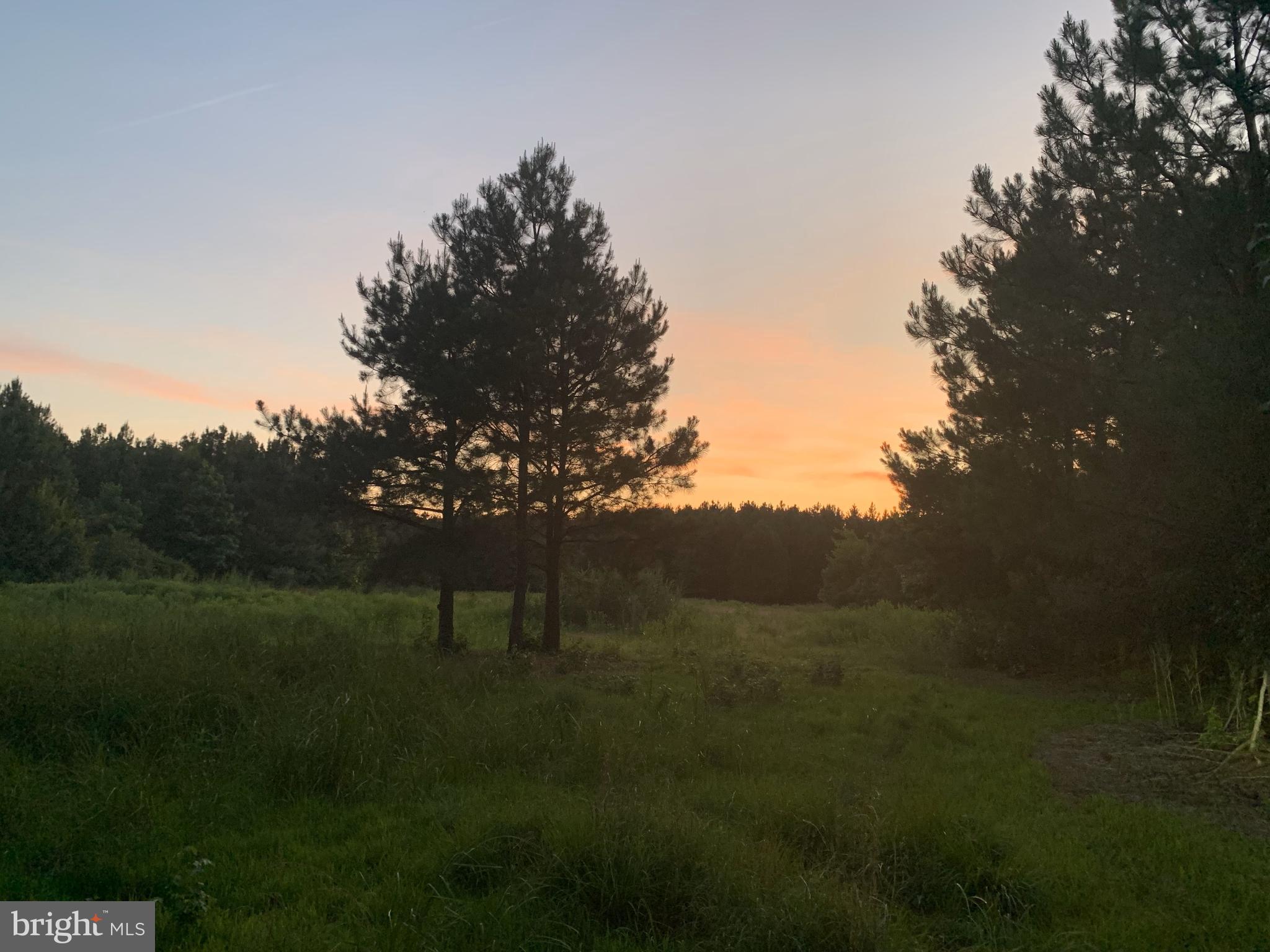 Dover Bridge Road Preston, MD 21655 - Photo 15 of 22 a view of a grassy field with trees