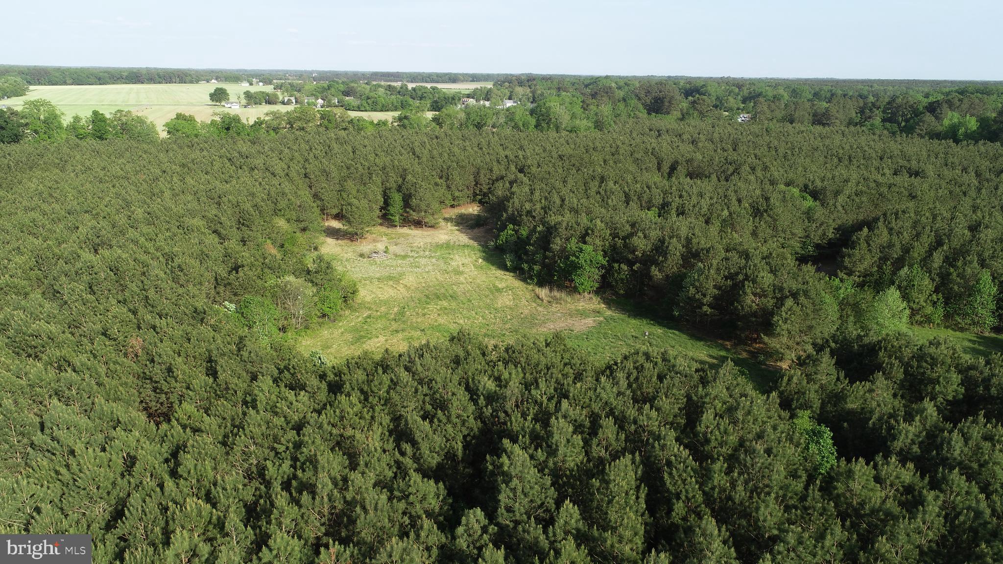 Dover Bridge Road Preston, MD 21655 - Photo 2 of 22 a view of a forest with a yard