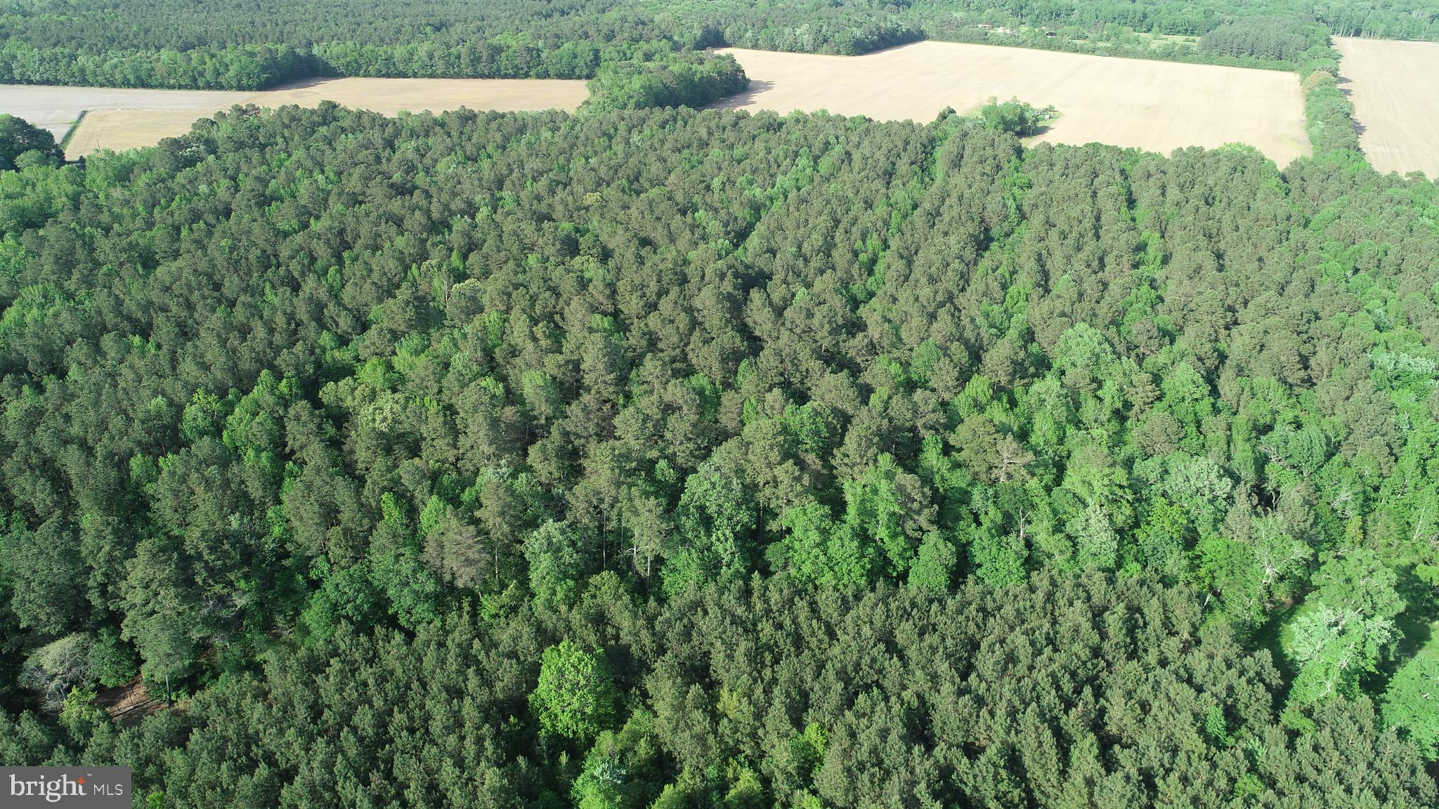 Dover Bridge Road Preston, MD 21655 - Photo 5 of 22 a view of a bunch of trees and bushes