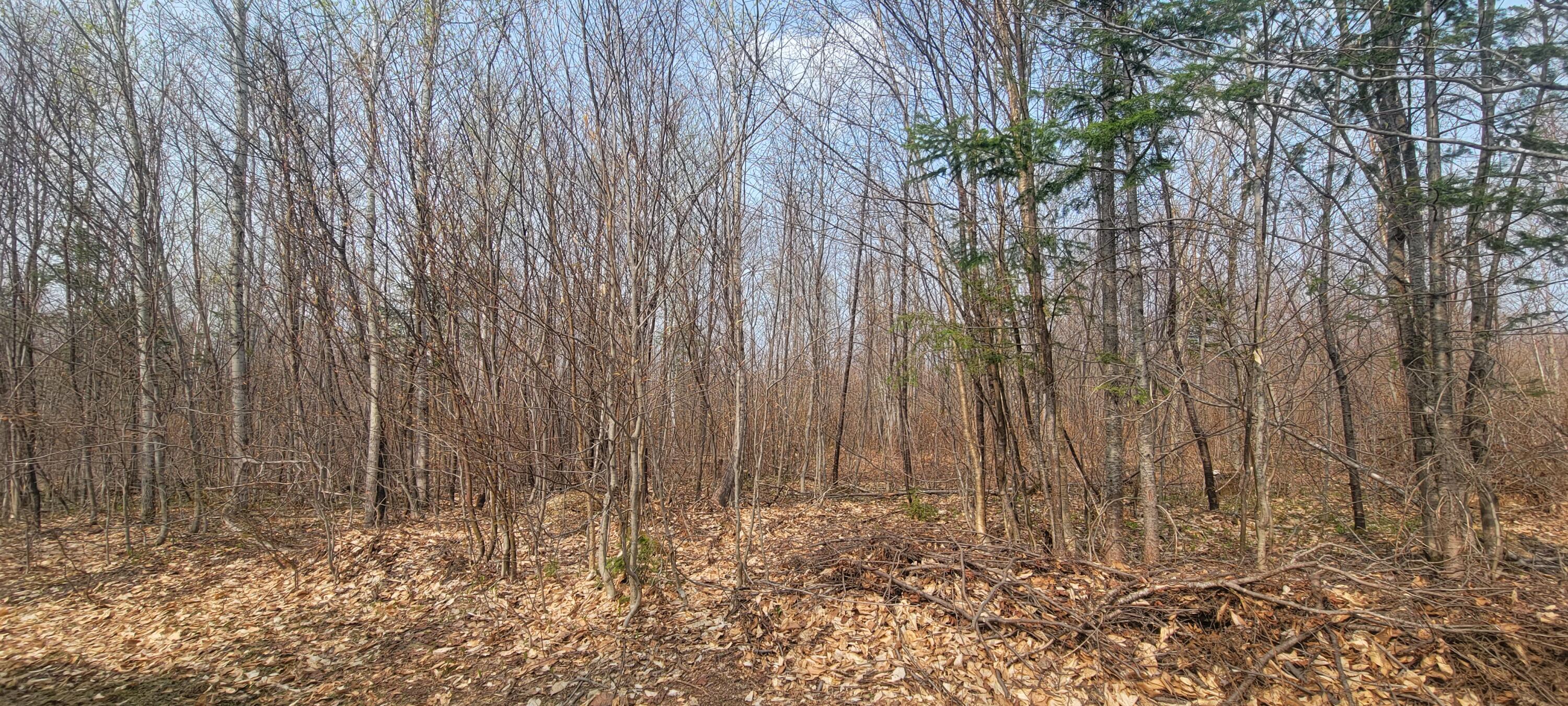 Map19 Map19 St. David, ME 04773 - Photo 5 of 12 20230511_153143