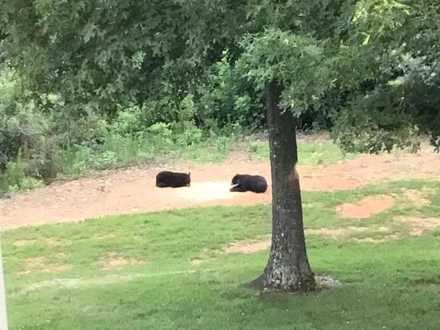 a view of a backyard with table and chairs and large trees