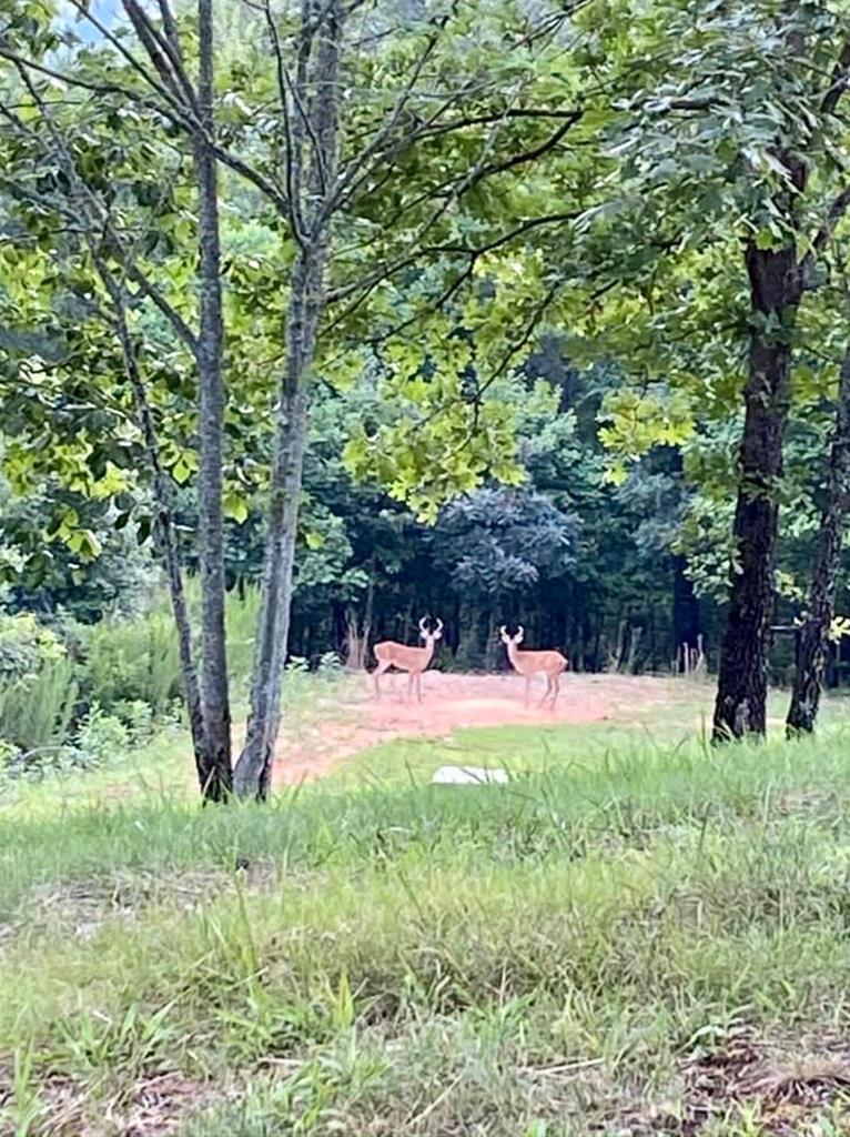 124 Cornerstone Murphy, NC 28906 - Photo 9 of 57 a view of a backyard with table and chairs and large trees