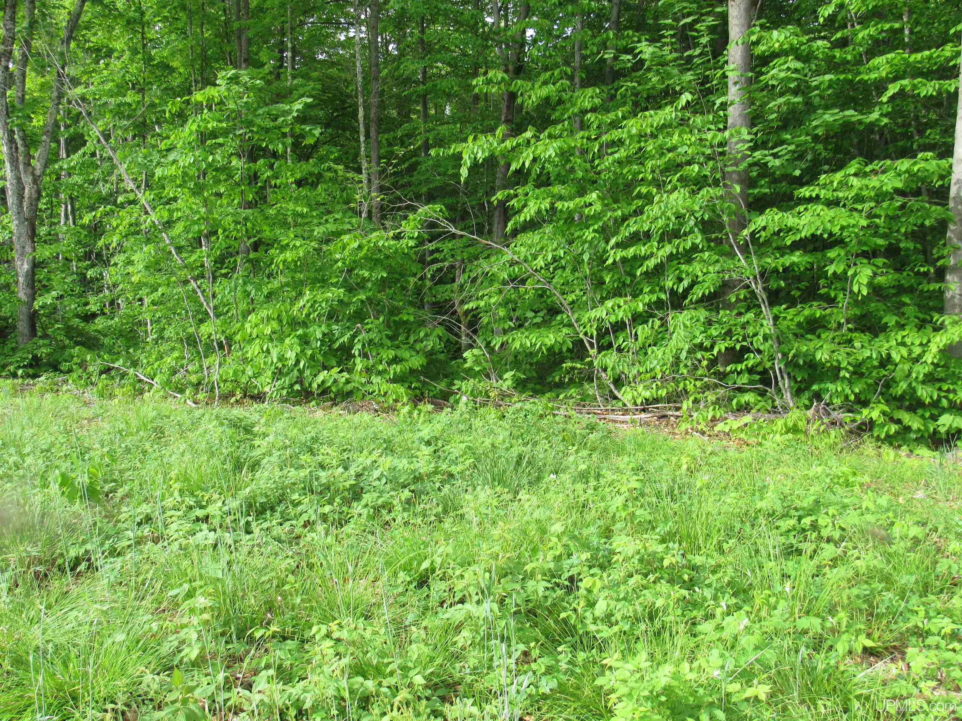 Tbd Tbd Sigan Camp Road Seney, MI 49883 - Photo 21 of 41