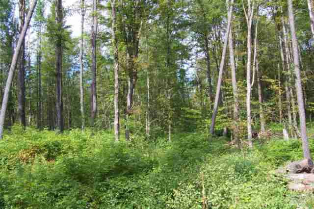 0 Moon Road Argyle, NY 12809 - Photo 7 of 8 Photo 7