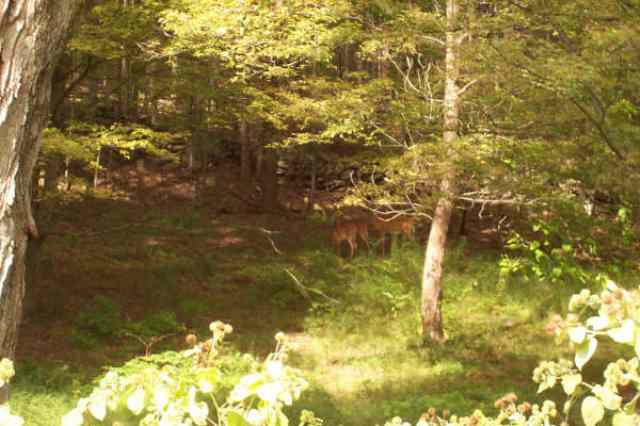 0 Moon Road Argyle, NY 12809 - Photo 8 of 8 Photo 8