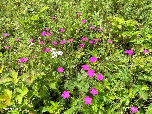 183 W Road Stephentown, NY 12168 - Photo 47 of 49 Wild flowers